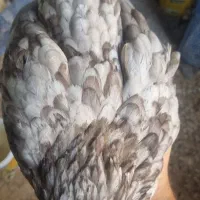 خروس سیاه سفید ریشی چهل تاج|حیوانات مزرعه|کاکی, |دیوار