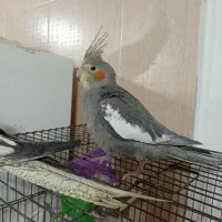 عروس هلندی دستی|پرنده|اندیمشک, |دیوار