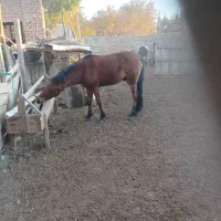 فروش و خرید اسب پالانی و قیمت مناسب