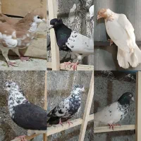 کفتر کله و شازده و سفید اراکی دمبی و چپ زرد افشون|پرنده|مشهد, شهید فرامرز عباسی|دیوار