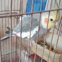 عروس هلندی سخن گو نر سالم بازیگوش سرحال