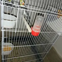 عروس هلندی سیامون|پرنده|مشهد, همت آباد|دیوار