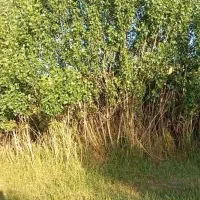 3200 متر باغ