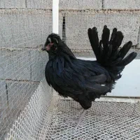 مرغ گلین|حیوانات مزرعه|شیراز, دارالرحمه|دیوار