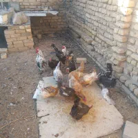 مرغ بومی تخم گذار|حیوانات مزرعه|شهرضا, |دیوار