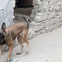 مالینیور ماده درجه یک جوان با یک سگه شیتزو ماده|سگ|سعدآباد, |دیوار