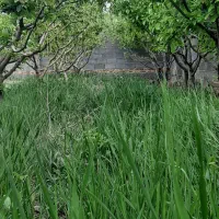 باغ-600-متری-در-شهر-وایقان-با-اب-و-برق