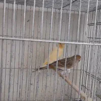 قناری پرتقالی و سرخ نر