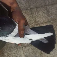 جفت سینه ای|پرنده|چمران, |دیوار