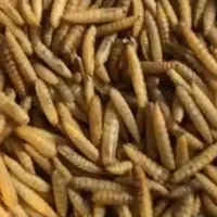 میلورم زنده و خشک و لارو مگس سرباز خشک|لوازم جانبی حیوانات|اهواز, زندوکیلی|دیوار