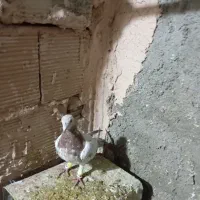 کله هما و جوجه هفت رنگ|پرنده|سبزوار, جوادیه شرقی|دیوار