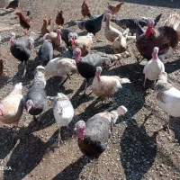 بوقلمون محلی