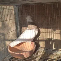 نراجری|پرنده|باغ بهادران, |دیوار