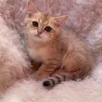 قلقلیای پشمکی