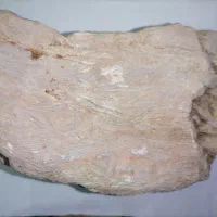 فسیل درخت و فسیل صدف|کلکسیون اشیاء عتیقه|شیراز, گلکوب|دیوار
