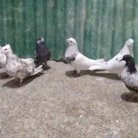 پرنده گم شده ن یست کفتر معا. وضه با سگ پاکوتاه
