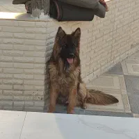 واگذاری ژرمن شولاین یا معاوضه با قدرجونی اصیل