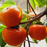 انواع رقم های خرمالو