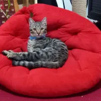 گربه نر عقیم شده رایگان