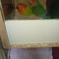 طوطی برزیلی