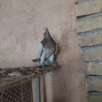 جفت هفت رنگ