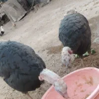بوقلمون