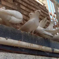 سفید ارکی|پرنده|بندر ماهشهر, |دیوار