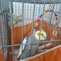 عروس هلندی نرو ماده