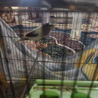 قناری نر ماده