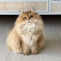 شهر گربه های آپارتمانی ( Meow Hop )
