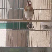 سهره نر مست