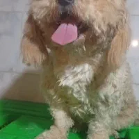 پودل ماده|سگ|شیراز, وزیرآباد|دیوار