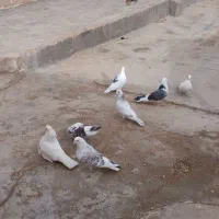 کبوتر|پرنده|بزینه رود, |دیوار