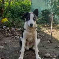 سگ هاسکی|سگ|صومعه‌سرا, |دیوار