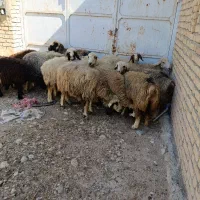 فروش بز
