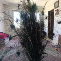 پر طاووس