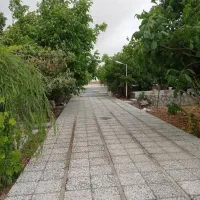 داوطلبانه تفریح