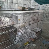 قفس قناری