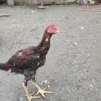 جوجه لاری افغان چهار ماهه ۷۰۰هزار