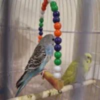 مرغ عشق شش ماهه