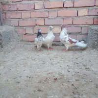 کفتر|پرنده|جیرفت, |دیوار