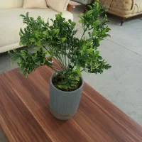 گل خارجی قابل شستشو|گل مصنوعی|سنندج, |دیوار