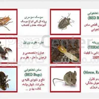 سم پاشی کنه کبوتر.سمپاشی سوسک و موریانه ضمانتی|خدمات نظافت|کرمانشاه, |دیوار