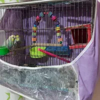 یک جفت مرغ عشق با تمام لوازم و قفس