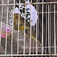 قناری سبز مست بخون  .قوچان