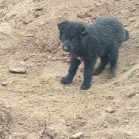 واگذاری ماده