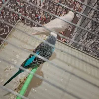 جفت مرغ عشق