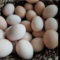 تخم مرغ نطفه دار