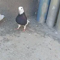 طوقی سیاه ماده|پرنده|مشهد, امیرآباد|دیوار