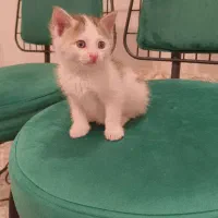 بچه گربه خوشگل تمیز سالم